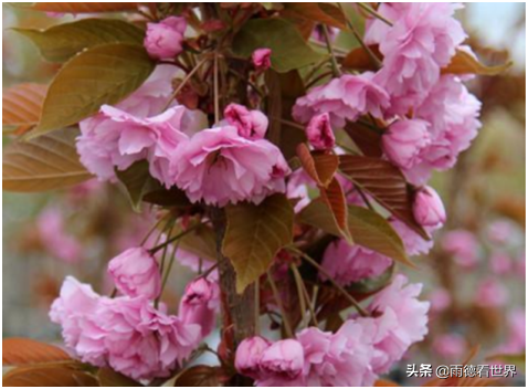 桃花和樱花的区别(春天盛放的桃花和樱花，蛮好看的，如何区分？这有小妙招分享了)