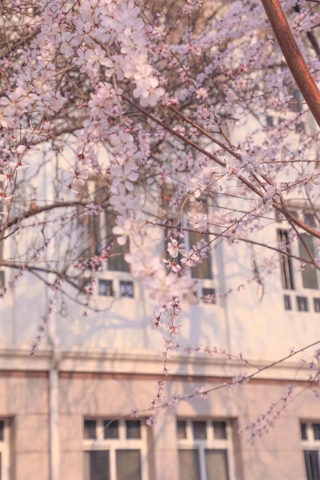 艺考资讯 | 九大美院的校园景色battle，也是神仙打架