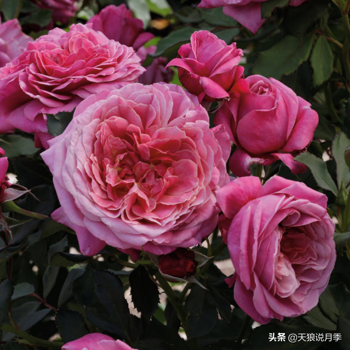 2020世界新品月季大赏，一起来看看都有哪些值得期待的新品种