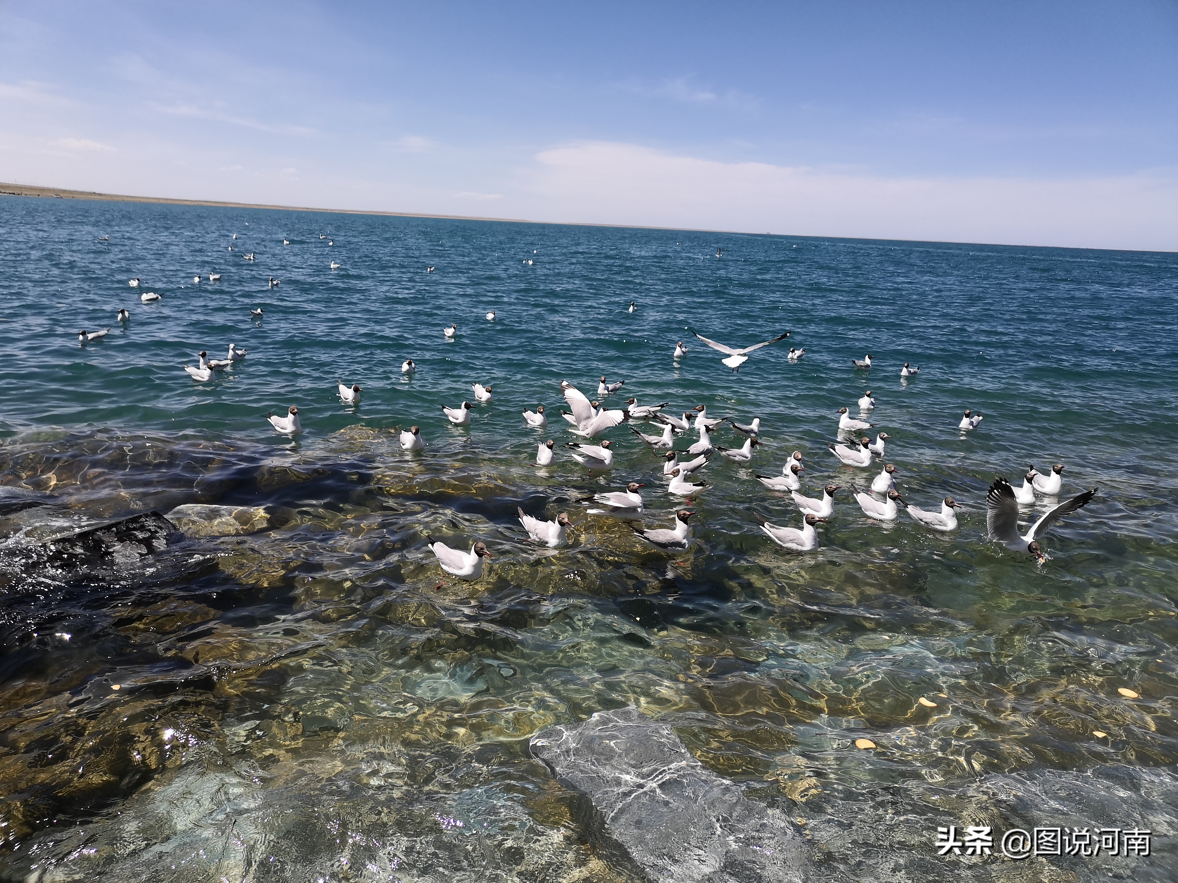 我国最大的咸水湖 中国面积最大的咸水湖-千百号