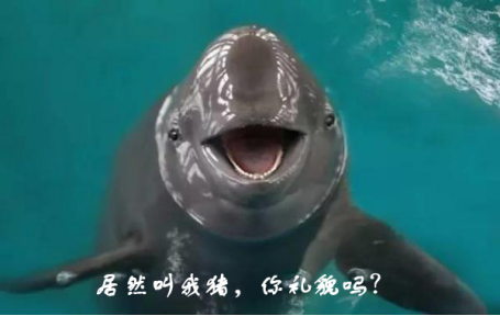 迎接COP15，保护生物多样性丨长江里有什么之“微笑天使”长江江豚