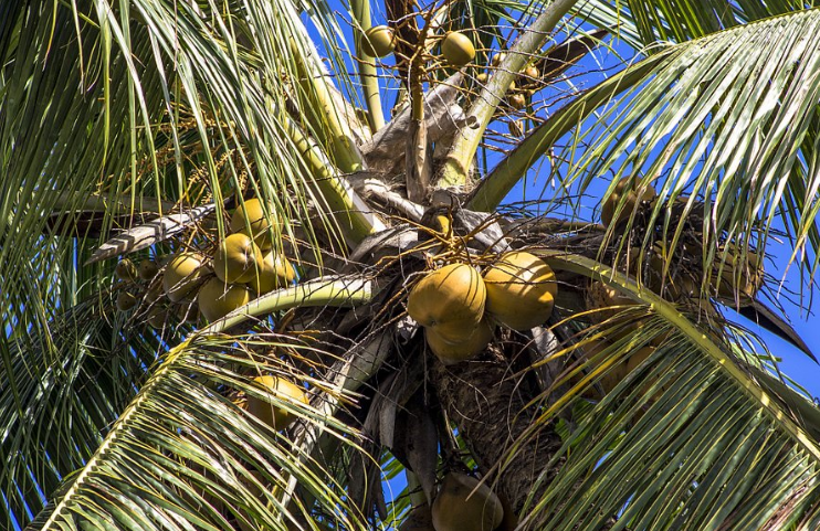 种植椰子树，需要做到遵循规律，做到科学种植科学管理