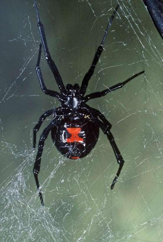 食人花,还是个未解之谜,因为在原始森林中还有许多人类尚未触及的地方