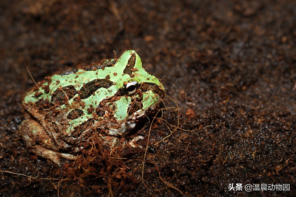 角蛙饲养盒环境（4个饲养角蛙的注意事项）