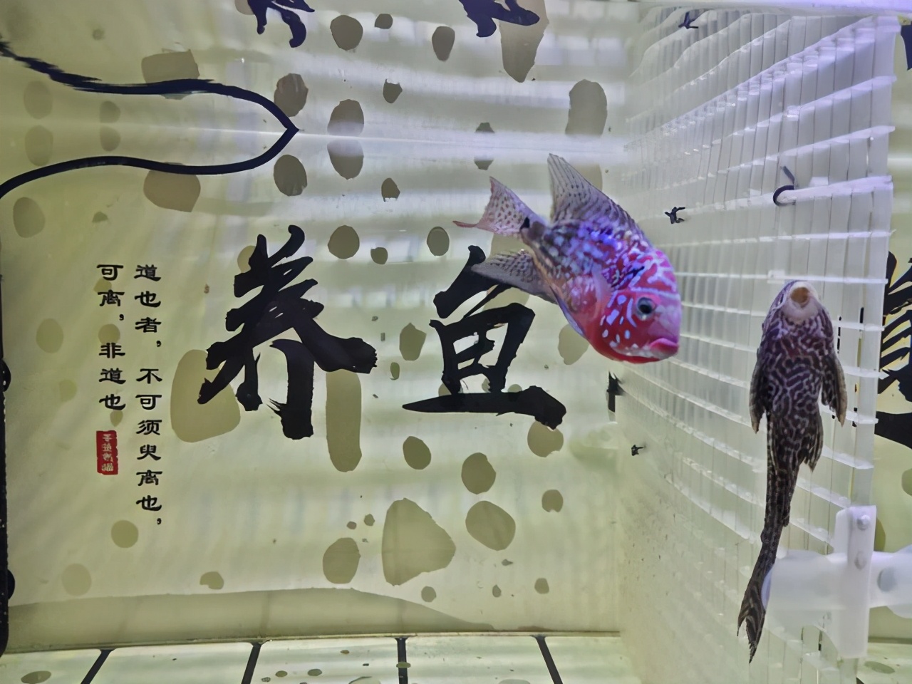 什么魚(yú)吃魚(yú)屎,