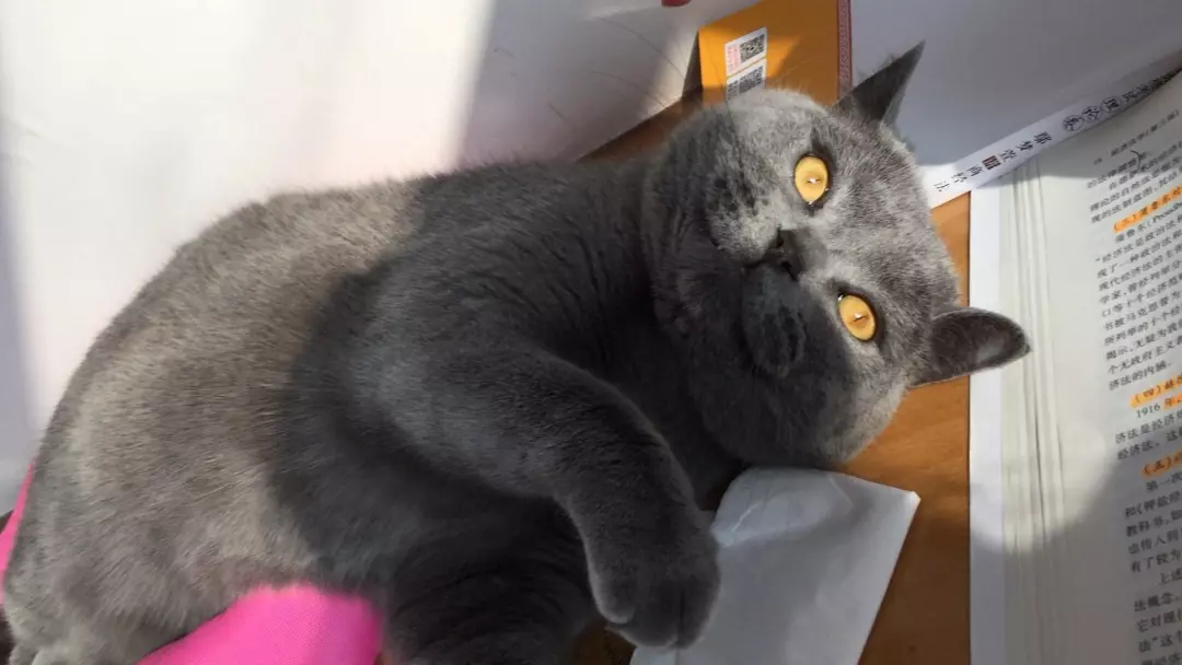 九大常见猫咪品种，你喜欢哪个?
