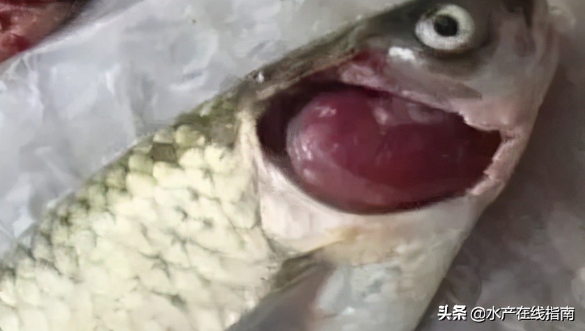 五種常見爛鰓及防治 Me前沿