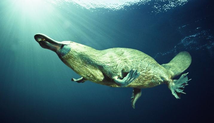 鸭嘴兽是什么动物(真正鸭嘴兽图片)-始兴思宇科技