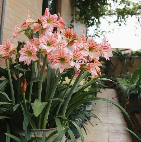 移栽到土里以后,保持不干不浇的浇水频率,很快朱顶红就能长出一大片