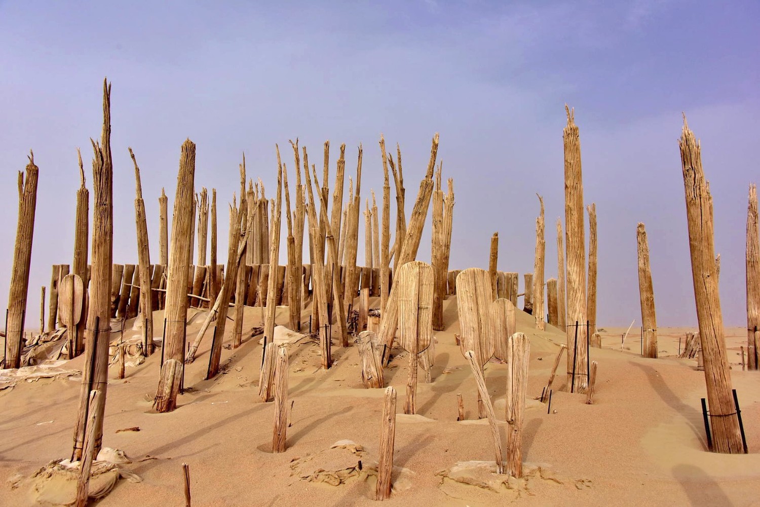 罗布泊沙漠里的百年考古大发现——小河墓地