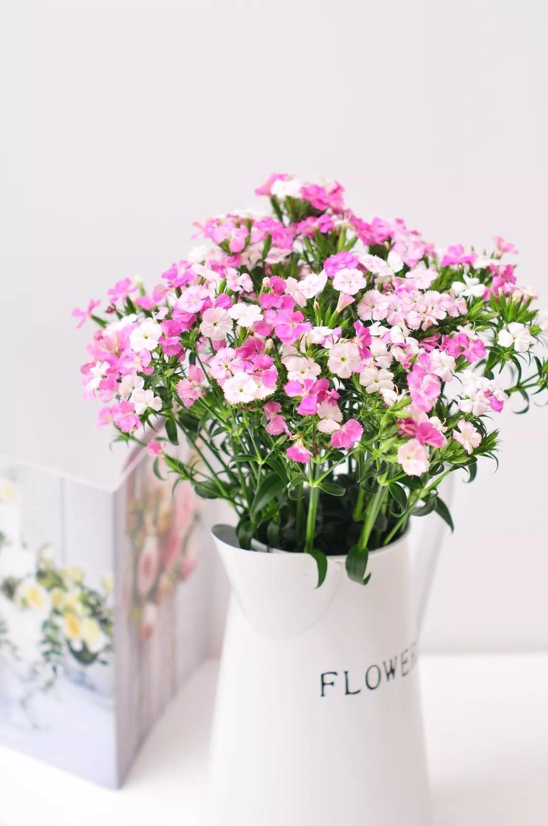 「天择优选」石竹梅9.9元限时抢购,心中永远的姹紫