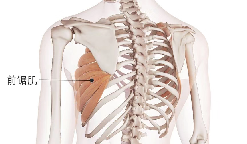 两个肩胛骨的下角和内侧缘呈现突起的状态,背部看起来像有两只翅膀一