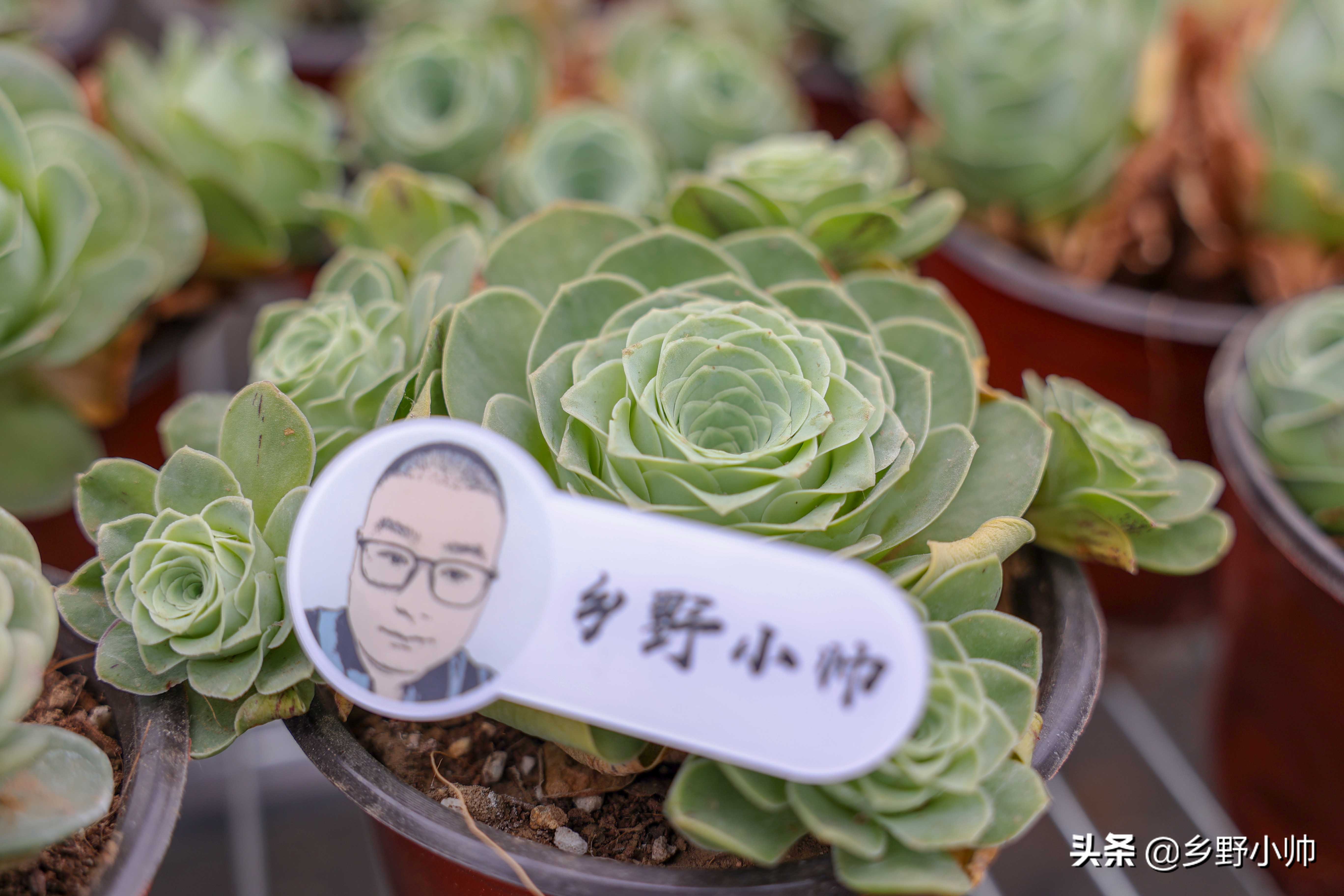 多菌灵、护花神、小白药、正确使用才有效果,不然用了也白用