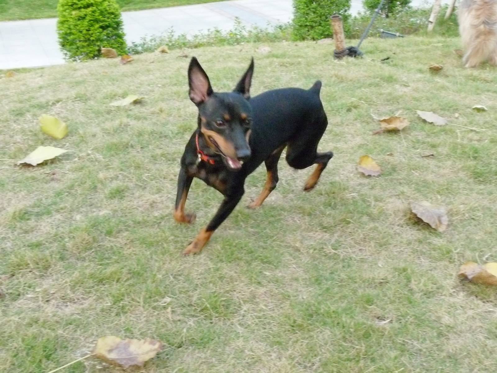 想养杜宾犬却怕太凶？迷你杜宾犬了解一下，堪称玩具犬之王