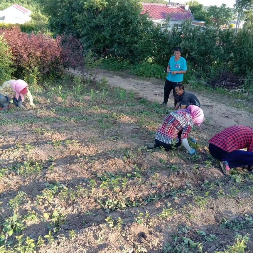 从跑龙套到丰胸主播，东北女尝遍丰胸燃脂法，靠卖保健品月销20万