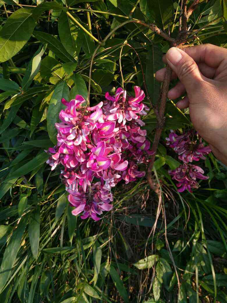 花草的图片大全（100种常见花图鉴一览表）