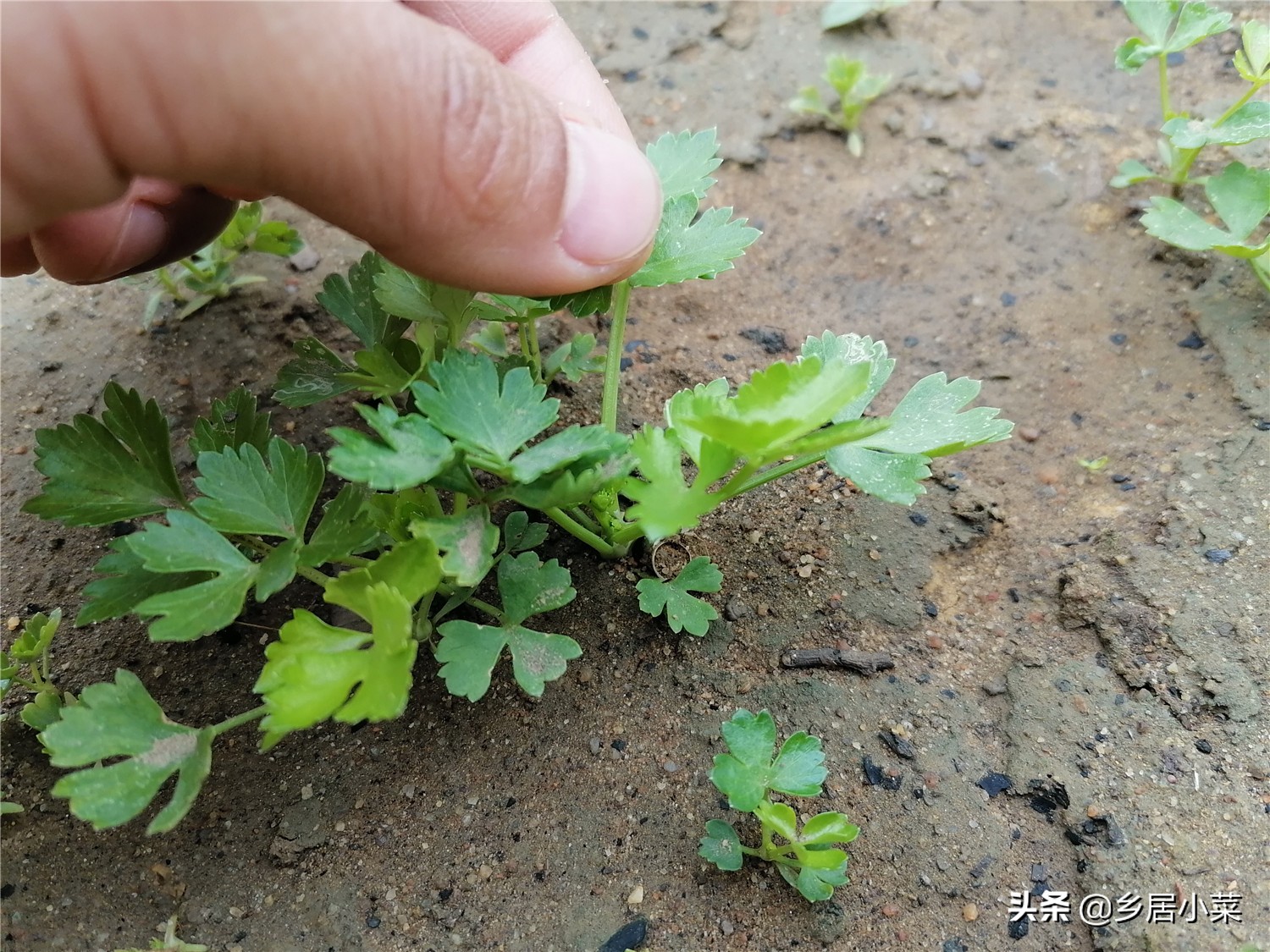 小叶芹菜图片大全（四季小香芹是冬季蔬菜叶菜之一）