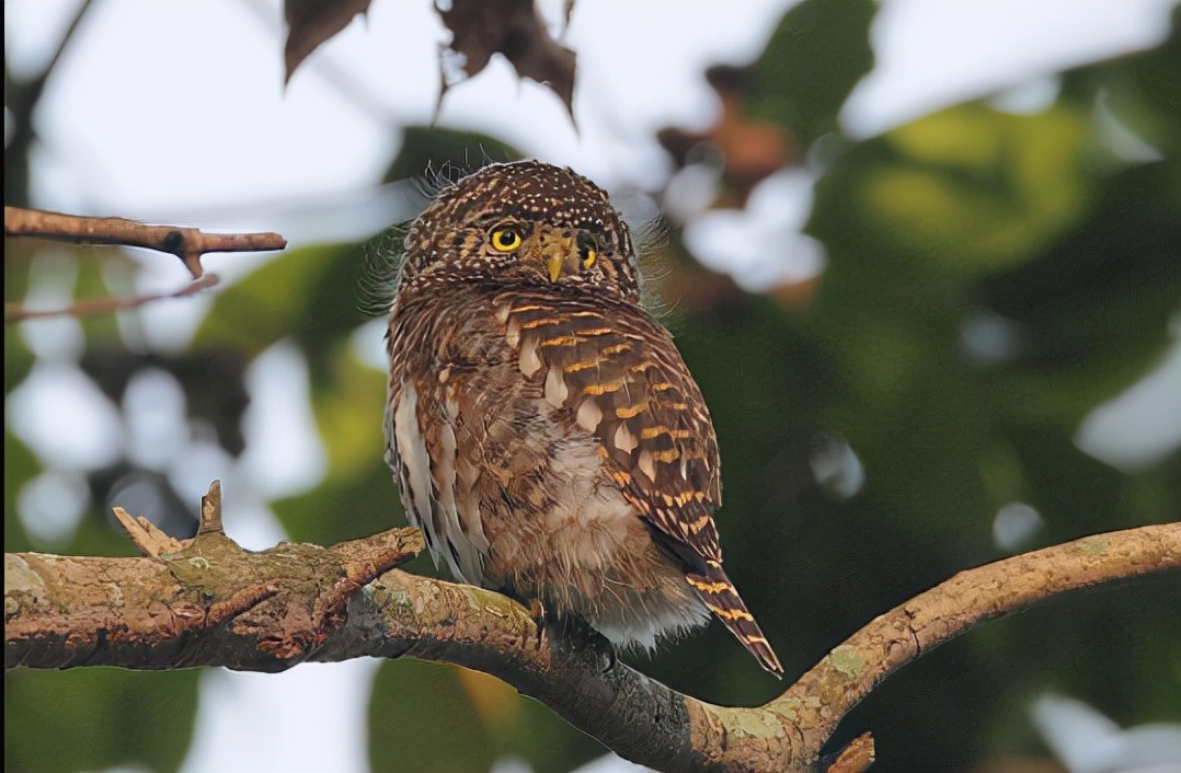 鹠怎么读？鹠的读音和意思