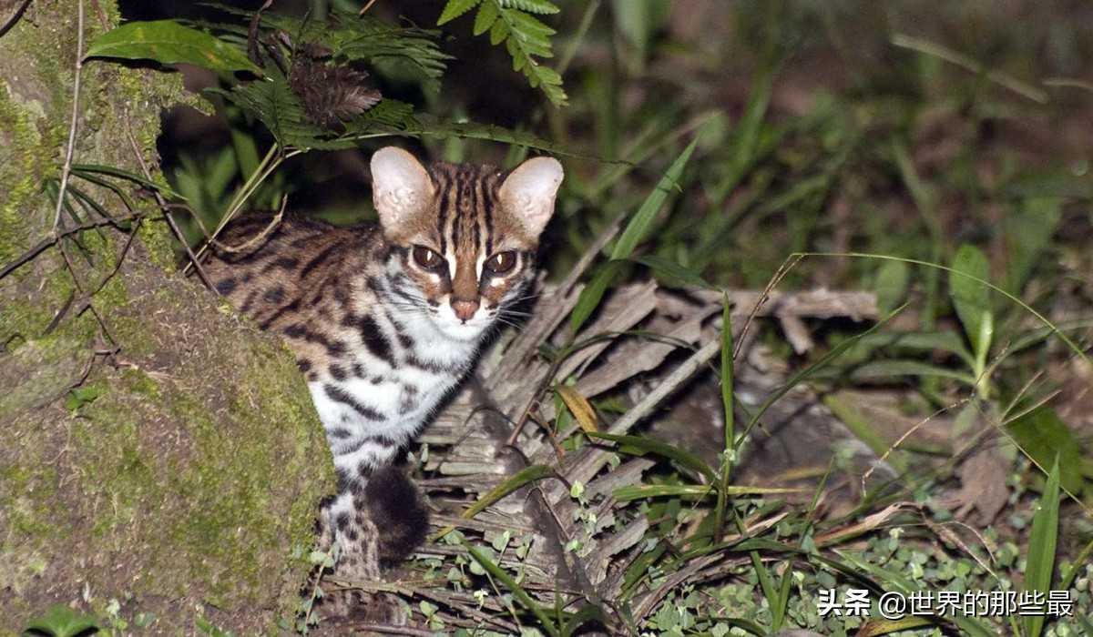 抓鸡虎:一种喜欢"吃鸡"的猫科动物,有着剑齿虎的特征