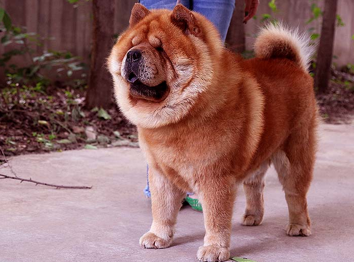 松狮犬"丑萌丑萌"的,为啥养它的人这么少呢?