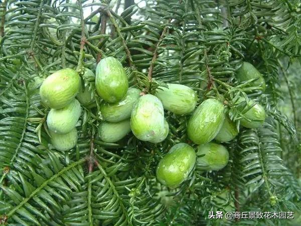 常绿乔木有哪些（70多种常用常绿乔木图例宝典）
