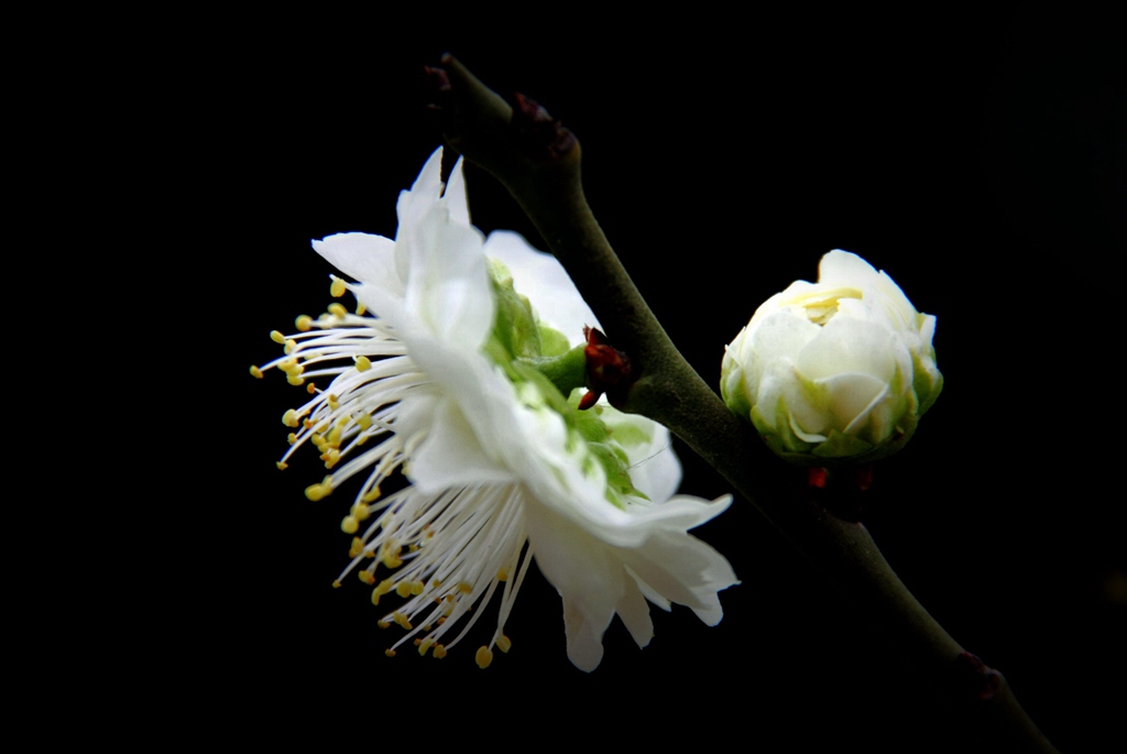 白梅花别名绿萼梅_绿梅花 绿萼梅