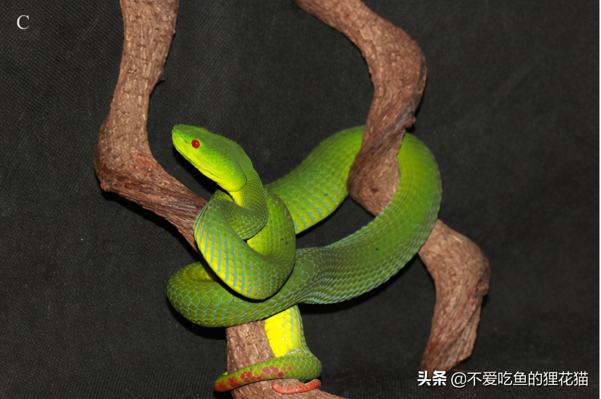 我国的竹叶青蛇,物种形态差异小,云南省分布种类最为丰富
