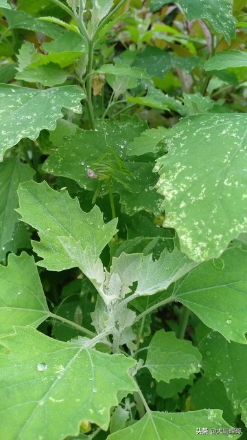 东北蒲公英（清明过后春季6种野菜莫错过）