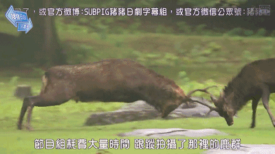 奈良小鹿一年伤了209人！8人骨折！原来鹿有这个反应是攻击的意思