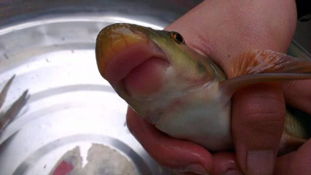 什么鱼吃青苔(鱼塘什么鱼吃青苔) - 泉兴百科