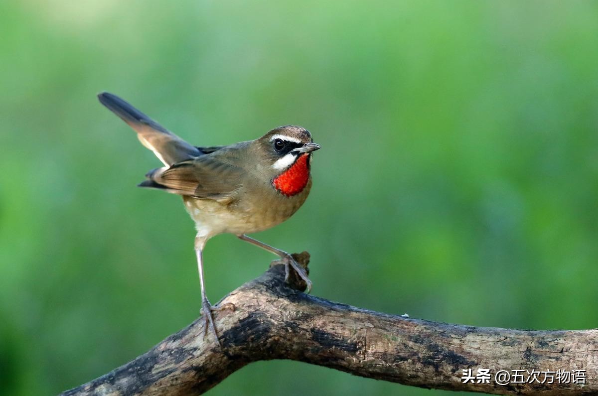 新野保名录来了，中国“四大笼养鸟”怎么办？