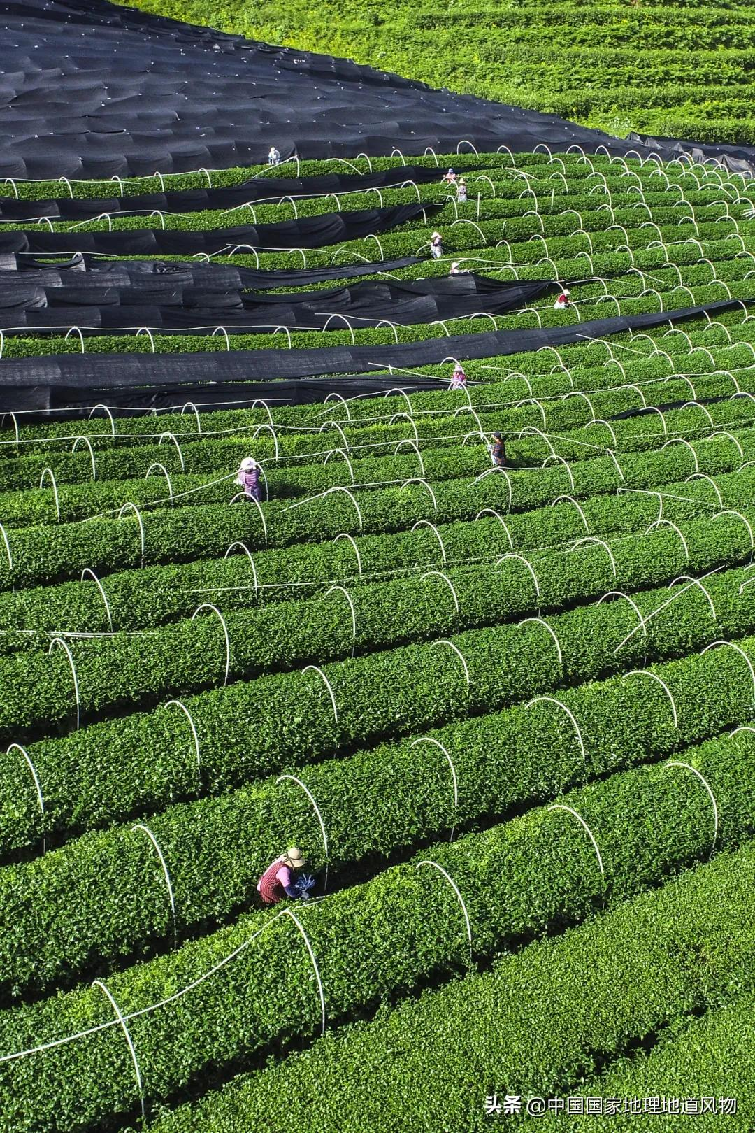 要想七夕过得去，最好有点抹茶绿