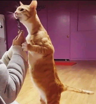 猫咪为啥总是喵喵叫讨食？明明碗里还有粮