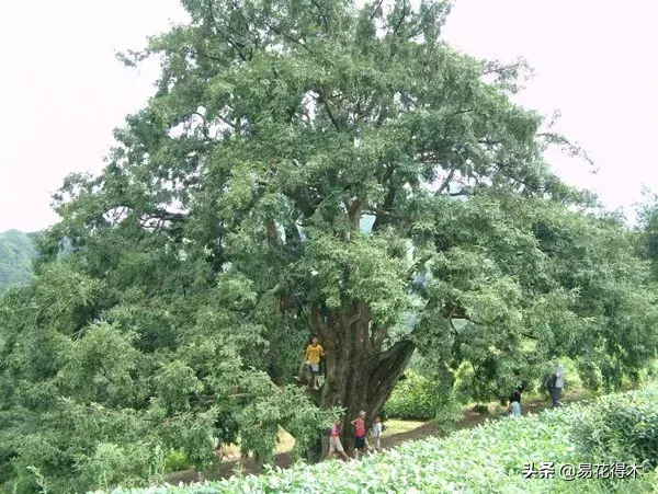 香榧和榧树的区别（榧树的区别辨识与市场现状）