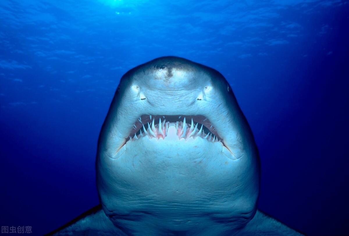 最恐怖的鲨鱼照片图片