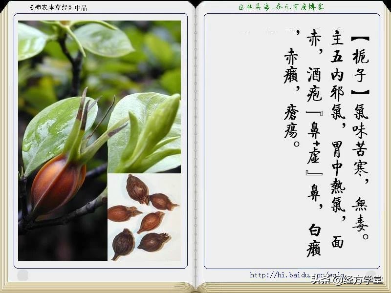 《神农本草经》全册图文解析 建议收藏