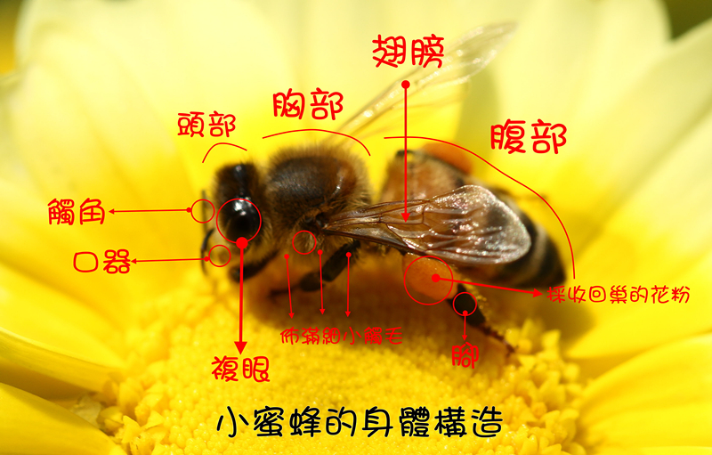 有关蜜蜂的知识有哪些（有关蜜蜂的其他知识）-第1张图片-巴山号