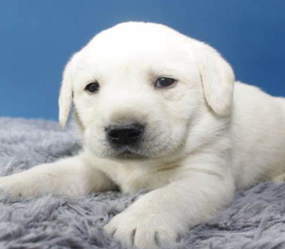 白色的小狗品种,究竟有哪些?这些才是狗界颜值的扛把子们