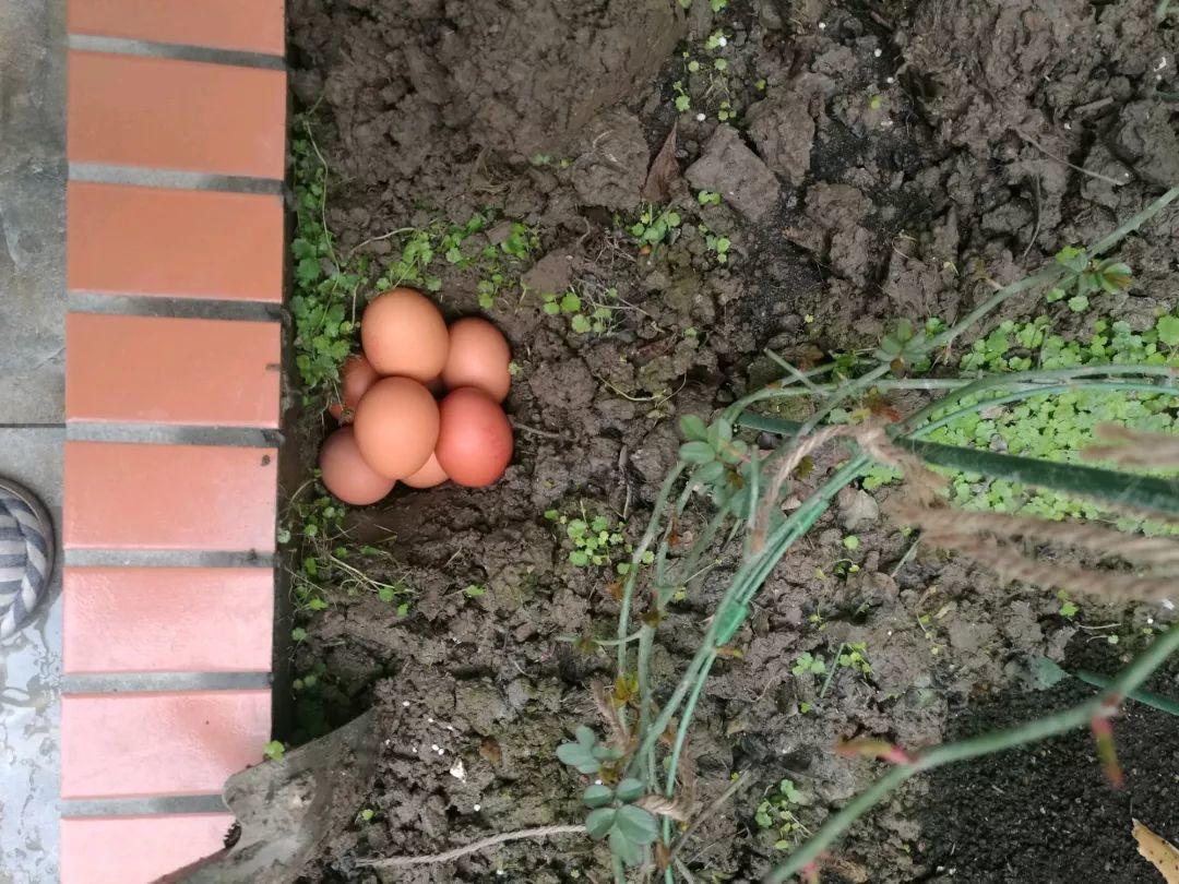 鸡蛋养花的方法(鸡蛋就是养花的好肥料，使用前一定要这样做，要不就是白用了！)