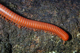 鳄鱼和骆驼是一类吗(鳄鱼和骆驼是一类吗图片) - 风集网