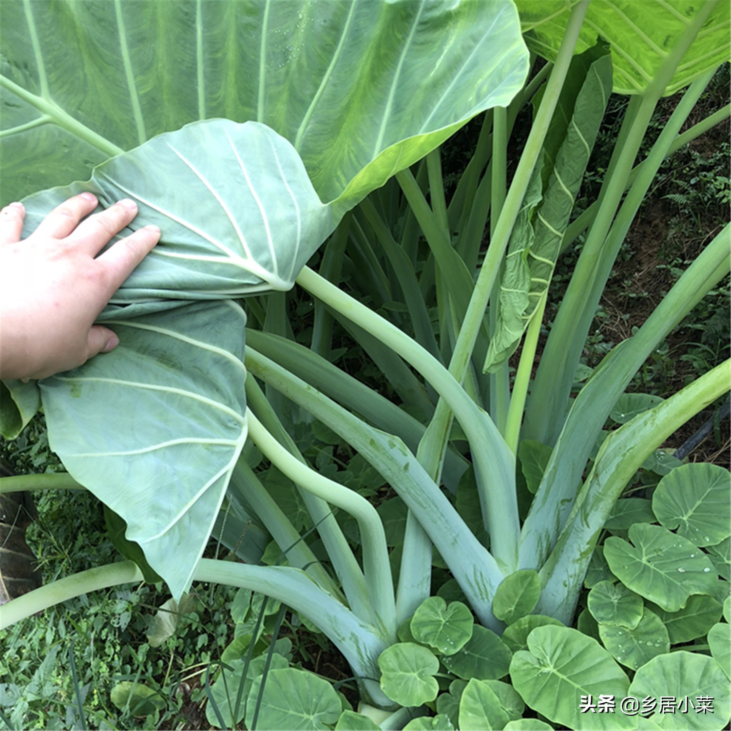 芋头叶子怎么种(叶用芋苗的种植方法和技巧)