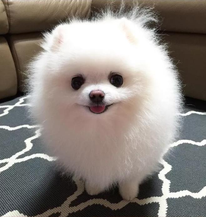 博美犬为什么越来越多人养了?网友:养了之后就不想换狗了