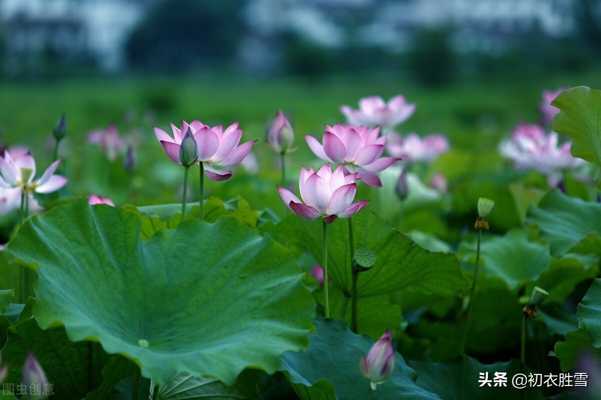 诗词里的荷塘月色8首：开花叶正圆，雾露隐芙蓉，明月小银塘