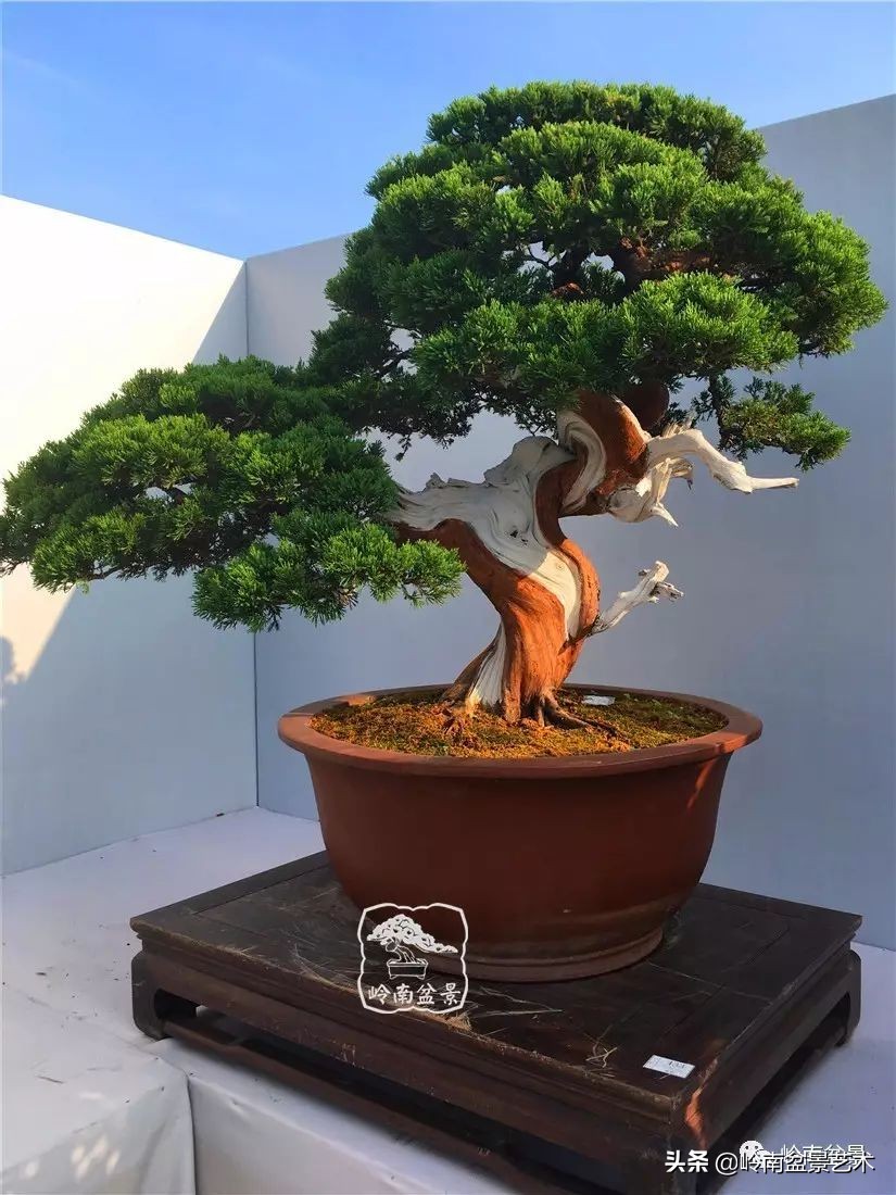 柏树盆景(柏树盆景放家里吉利吗)