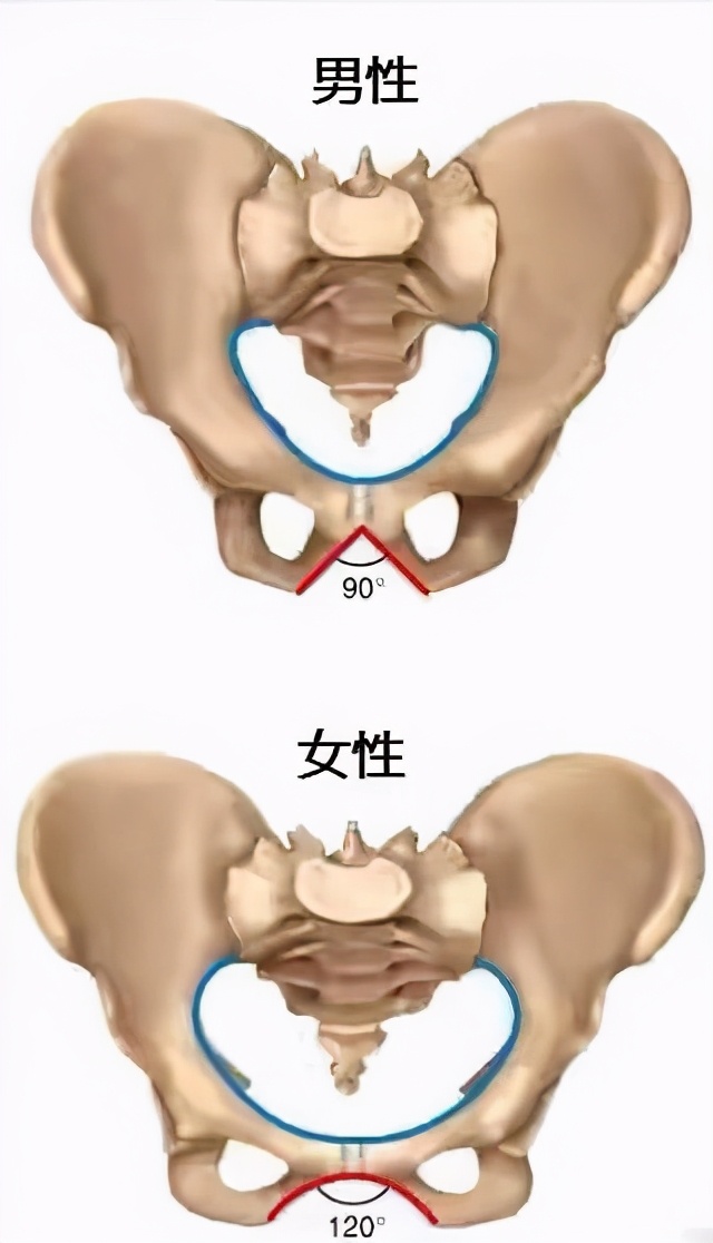 怎样才能让腿变长(让你的腿变长显瘦第一步，不是减脂，而是消除假胯，3个动作搞定)