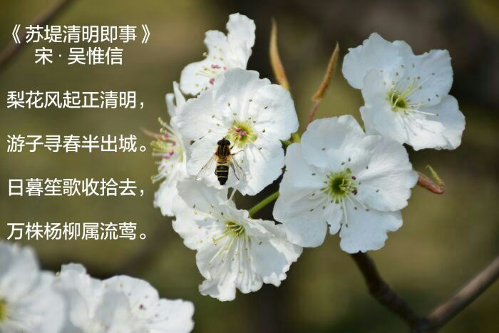 节气诗词:清明节