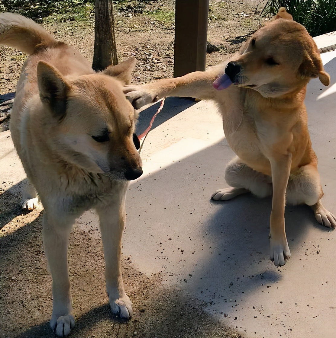 吉娃娃什么价位（吉娃娃犬的价格）