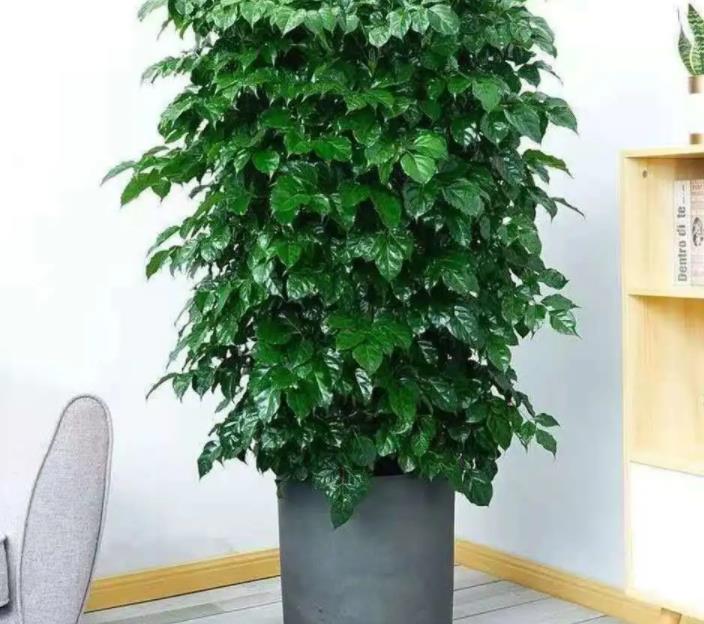 四季常青又耐寒的树(推荐一种适合室内养殖的幸福树)