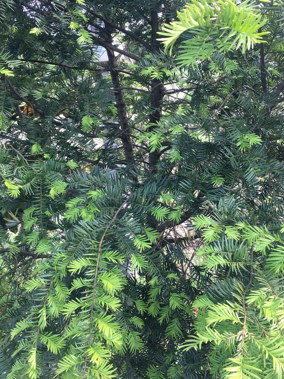 红豆杉的养殖方法 红豆杉果实泡酒的功效-百科叔叔