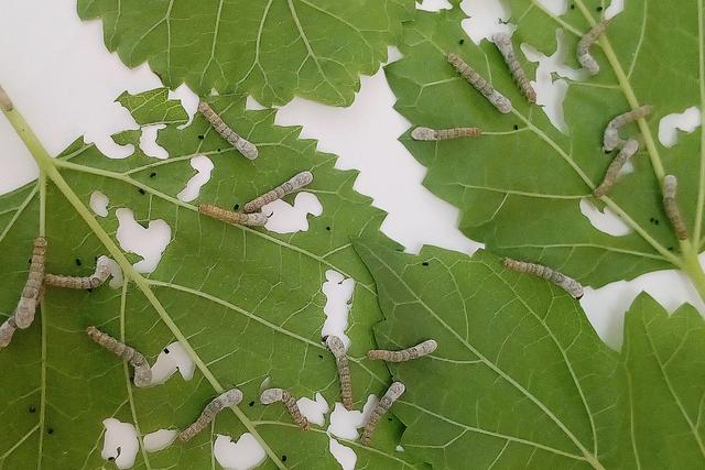 蚕结茧后几天蚕蛾从茧中钻出来 蚕宝宝成茧后多久出来-起航号